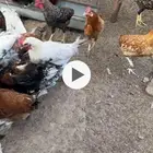 ديوك بلدي عمر 6 اشهر للبيع عدد 100