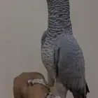 للبيع انثى كاسكو جاااهزه