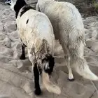 سواكن فل الفل ظهر وطرف مرابي