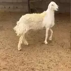 فحل حري من مراح الفضل