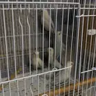زوج روز منتج