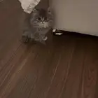 اابي قطوه سكوتش فولد صغيره