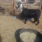 عنز حليب حجم طيب العمر موضح في الصورة