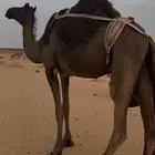 خلفه تحتها قعود
