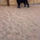 تيس عارضي جدع