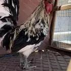 ديك كويتي ابو عرفين