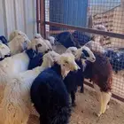 ذبايح للبيع