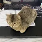 قط شيرازي