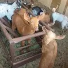 تيوس وجفار لباني. عمر شهرين عدد 14