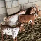 4تيوس جنوبيات وشح ومرخ كفو