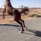 حصان شعيي
