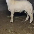 مشروع فحل