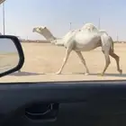 لقحه رمانيه كفو تم البيع