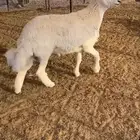خروف