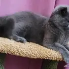 نبحث عن قط ذكر لطيف للتكاثر. قطتنا الأنثى ودودة  أنيقة المظه