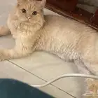 قط ذكر للتبني