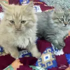 قطط كتن للبيع على السوم