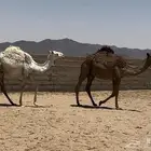 حيران ومفاريد طيبه