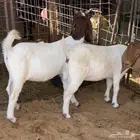 جفرات بورقيت للبيع