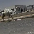 عشرا