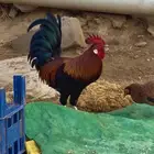 ديك ودجاج عربي اصيل نوادر ماشاء الله