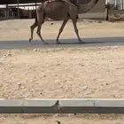 للبيع عشرا ضروبه الكفووو