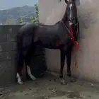 حصان شعبي طرب