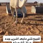 قعود