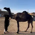 ذود للبيع