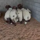 نعيمي بلدي شرط ذبائح