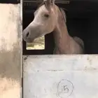 مهر مصري بيور