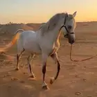 حصان خط جمال معسوف