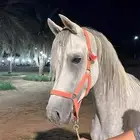 حصان واهو حفيد جستيوس ولد اي دي جينار