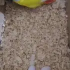 أربع طيور انتاج ومنتجين