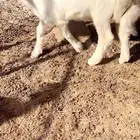 طلي العمر 3 شهور