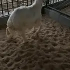 خرفان وسط وجبر