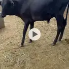 حسيل عمره 9 اشهر