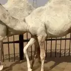 قعودين عفر للبيع كفو زواجات مغلقه التواصل اتصال