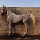 خيل فحل عربي واهو مكس