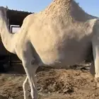 ناقه حايل سديس كفو ي شاري الزين