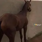 مهر مهجن