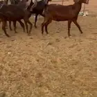 معزا مشاريك