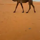 ضروبه