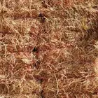 ذرة جيزينية للبيع