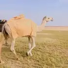 للبيع. ناقه ضروبه حمراء. على كل. الشروط. البيع.