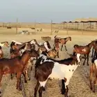 تيوس يمنيه شبيه البلدي