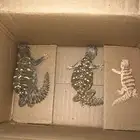 ضبان انتاج محميه خاصة