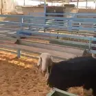 رخل نجديه للبيع