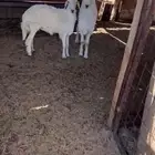 بهم الدوادمي