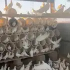 حمام فرنسي للبيع